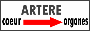 sens de circulation du sang