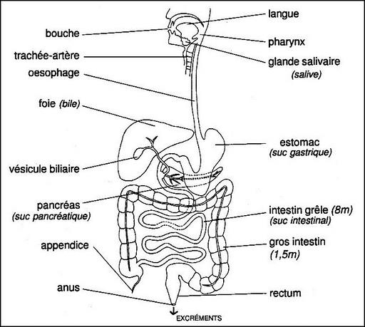Cliquez pour agrandir l'image